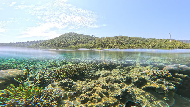 Corallen in Raja Ampat