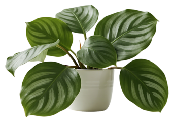 A large green-and-white leafy plant sits in a smooth white pot, its variegated patterns and soft curved edges highlighted against a bright clean backdrop in contemporary indoor calm