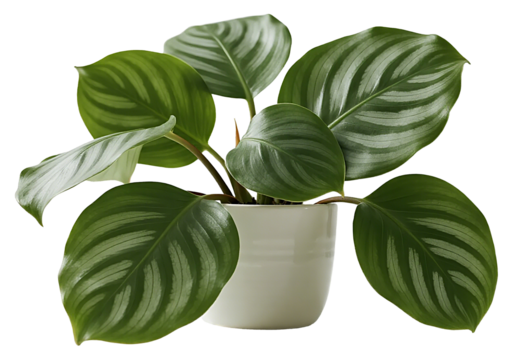 A large green-and-white leafy plant sits in a smooth white pot, its variegated patterns and soft curved edges highlighted against a bright clean backdrop in contemporary indoor calm