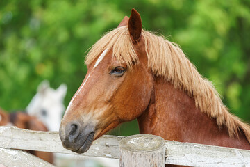 Obraz premium A horse in nature. Portrait of a horse, brown horse.