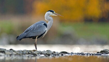 Naklejka premium Grey heron wading in shallows