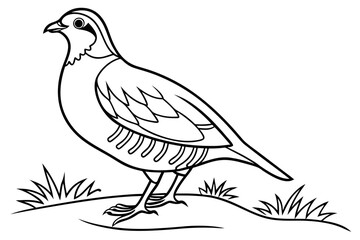 Fototapeta premium coloring page line art the partridge black vector