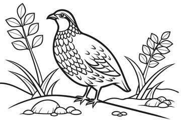 coloring page line art the partridge black vector