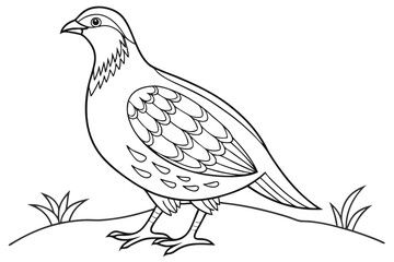 coloring page line art the partridge black vector