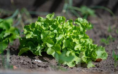 Young curly lettuce growing in a home garden, organic farming, organic lettuce, healthy green...