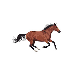 Fototapeta premium A brown horse with a black mane and tail is running on a white background.