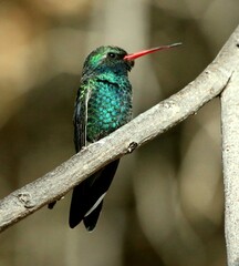 Hummingbird 