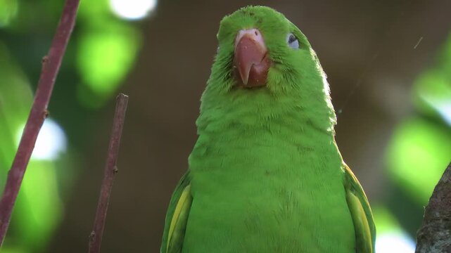 Plain parakeet ( brotogeris tirica) dozing. Funny Bird close up