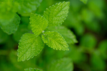 Menthae piperitae folium, Organic fresh mint leaves growing in the garden, Close up of fresh vibrant green mint leaves in garden setting