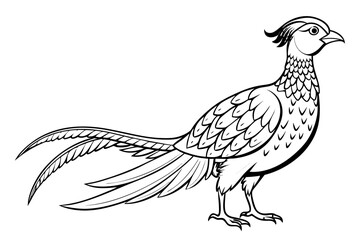 coloring page line art the pheasant black vector
