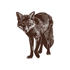 Detailed engraved vector illustration of a fox in a curious stance. The animal appears attentive and focused, highlighting its natural features with intricate line work in a minimalist style.
