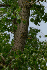 The image features a strong tree trunk surrounded by lush green leaves against a cloudy sky,...