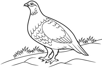 coloring page line art the grouse black vector