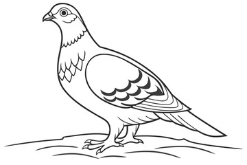 coloring page line art the grouse black vector