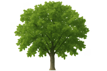 Lush green tree with transparent background standing tall and proud