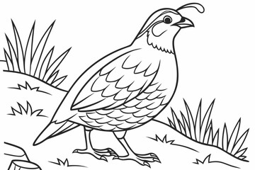 coloring page line art the quail black vector