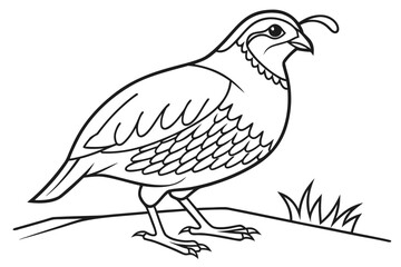 coloring page line art the quail black vector