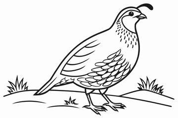 coloring page line art the quail black vector