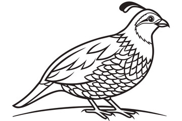 Fototapeta premium coloring page line art the quail black vector