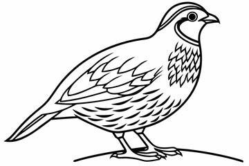 Obraz premium coloring page line art the quail black vector