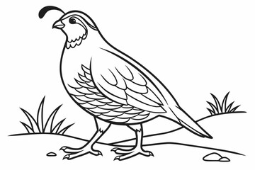 coloring page line art the quail black vector