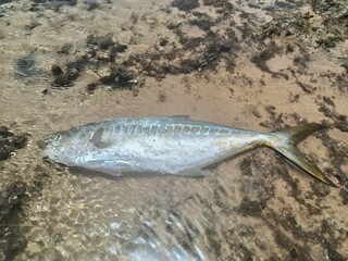 fish on the beach in sea water.