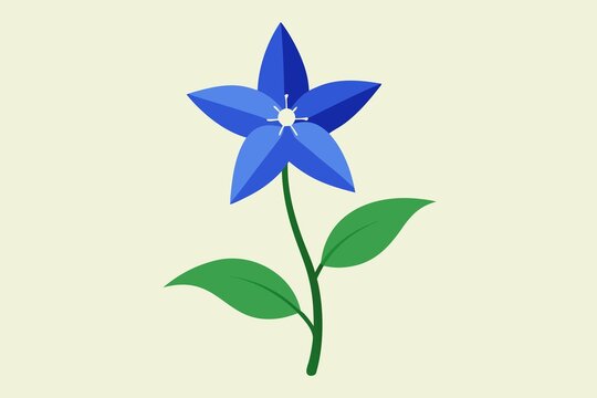  Watercolor Bluestar Flower illustration on white background