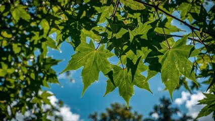Vibrant green maple leaves against a clear blue sky.
