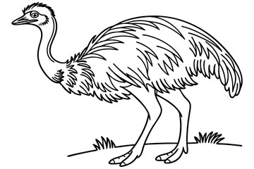 coloring page line art the emu bird black vector