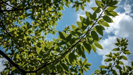 Lush green leaves against a clear blue sky.