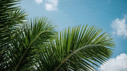 Fototapeta premium Lush palm fronds against a vibrant sky.