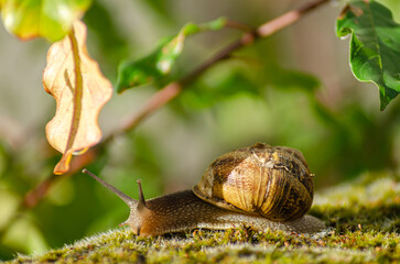 Wildlife Photography of a Snail and its Spiral Shell