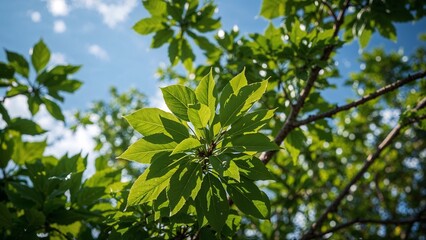 Fototapeta premium Lush green leaves against a partly cloudy sky.