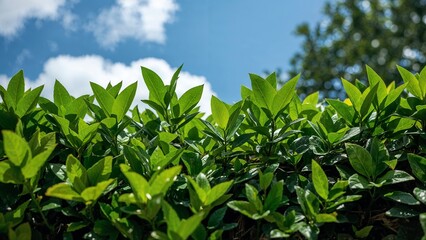 Obraz premium Lush green foliage fills the frame.