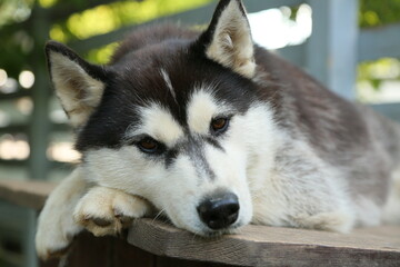 Siberian husky dog with blue eye relax lying. Closeup portrait