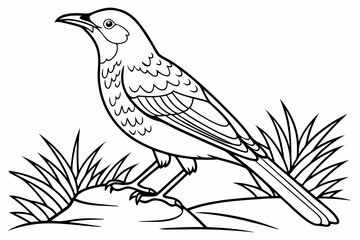 coloring page line art the bowerbird black vector
