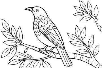 coloring page line art the bowerbird black vector