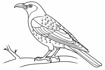 coloring page line art the bowerbird black vector