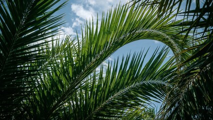 Fototapeta premium Lush palm fronds against a clear sky.