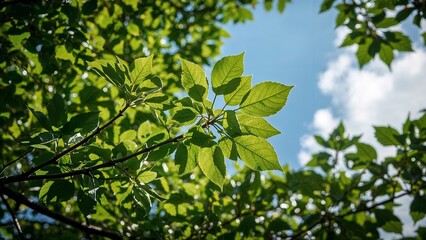 Lush green leaves of a tree against a partly cloudy sky.