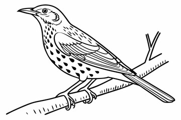coloring page line art the thrush black vector