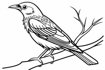coloring page line art the thrush black vector