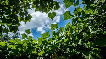 Lush green leaves frame a bright blue sky.