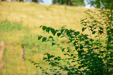 Green foliage branch with yellow blurred background in summer meadow