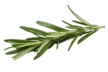 Fototapeta premium rosemary isolated on white background PNG,AI GENERATED