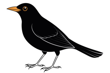 coloring page line art the blackbird black vector