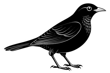 coloring page line art the blackbird black vector