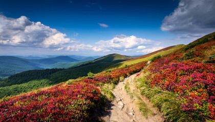 scenic landscape in bieszczady mountains featuring winding dirt path through vibrant greenery and red bushes under a partly cloudy sky perfect for outdoor activities © Orion