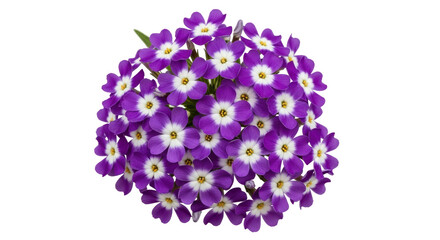 Isolated Verbena flower bouquet