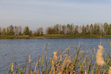 tall reeds growing near the riverbank in the autumn season, reeds in sunny weather in the autumn season